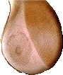 Touch my Breast !